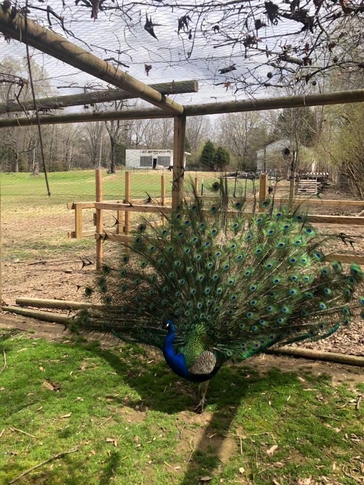 A peacock with its tail feathers down, standing by a wooden fence