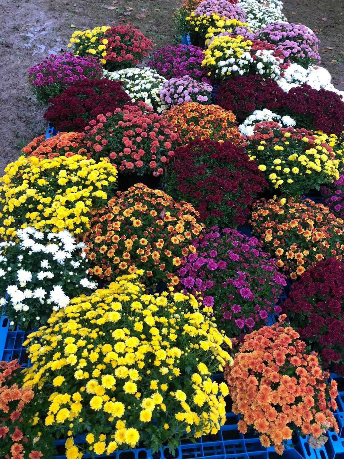 Rows of potted mums in yellow, orange, purple and white