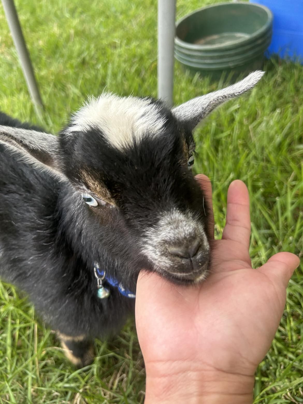 A black-and-white goat eating from a visitor's hand