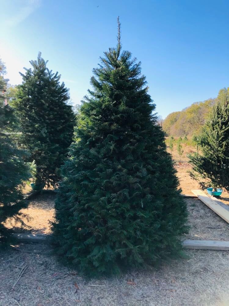 A tall evergreen Christmas tree in the tree field