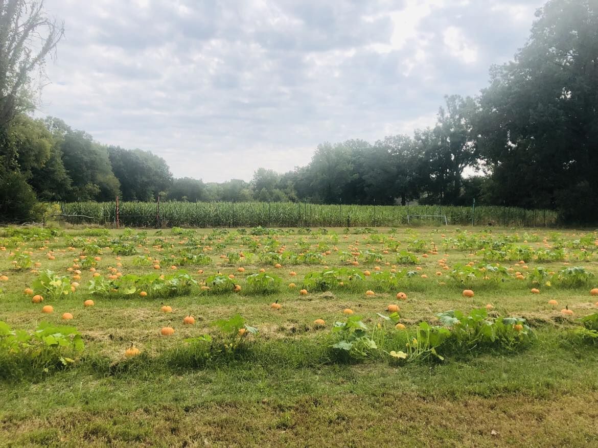 A pumpkin field with a tree line behind it