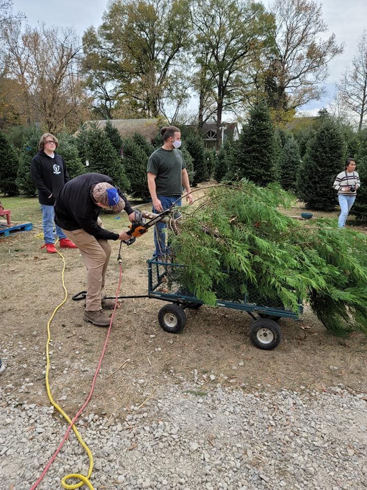 Farm staff netting a freshly cut Christmas tree