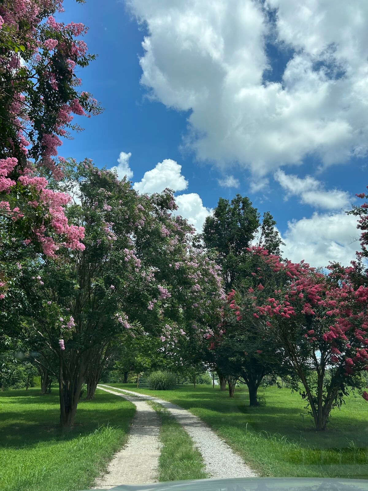Crepe myrtle trees in bloom along a path