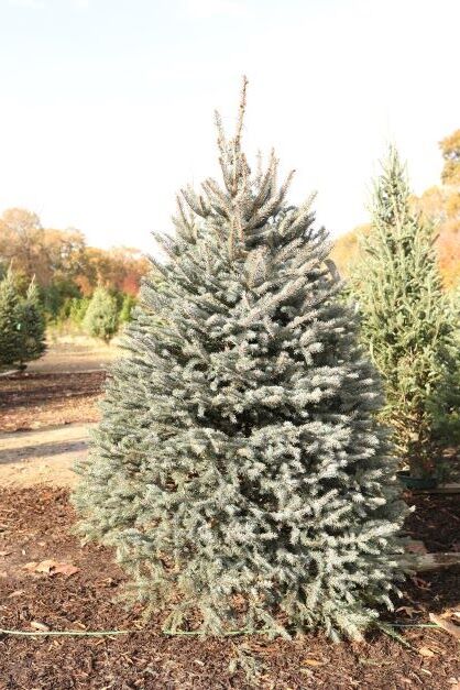 A blue-green fir Christmas tree