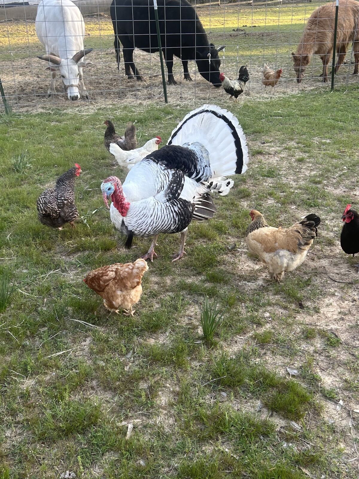 A turkey and chickens walking on the grass