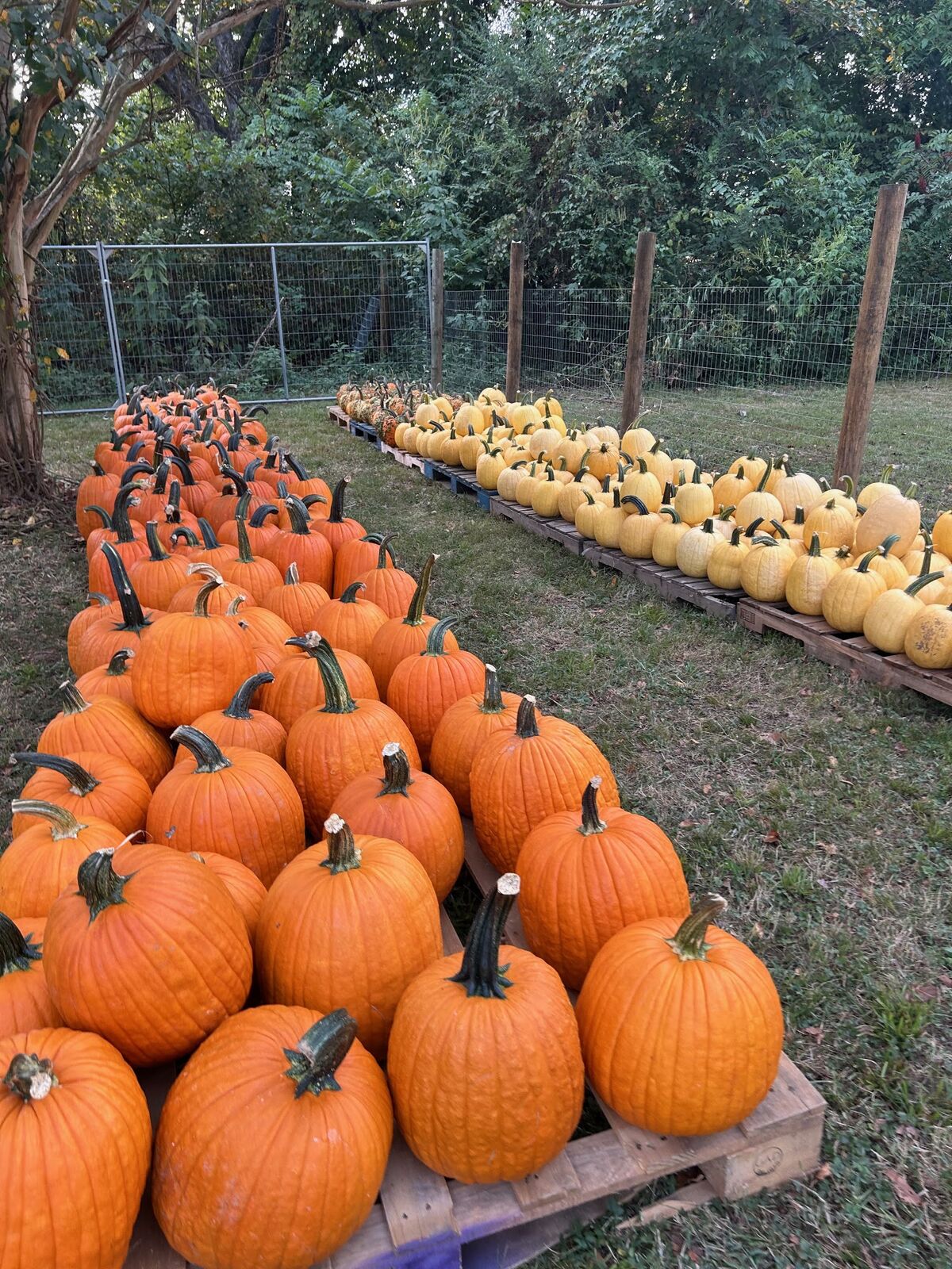 Long rows of orange and yellow pumpkins on pallets