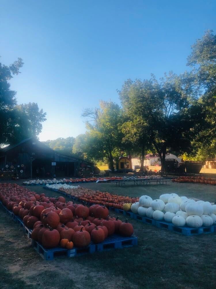Pumpkins and white gourds laid out on pallets in the evening