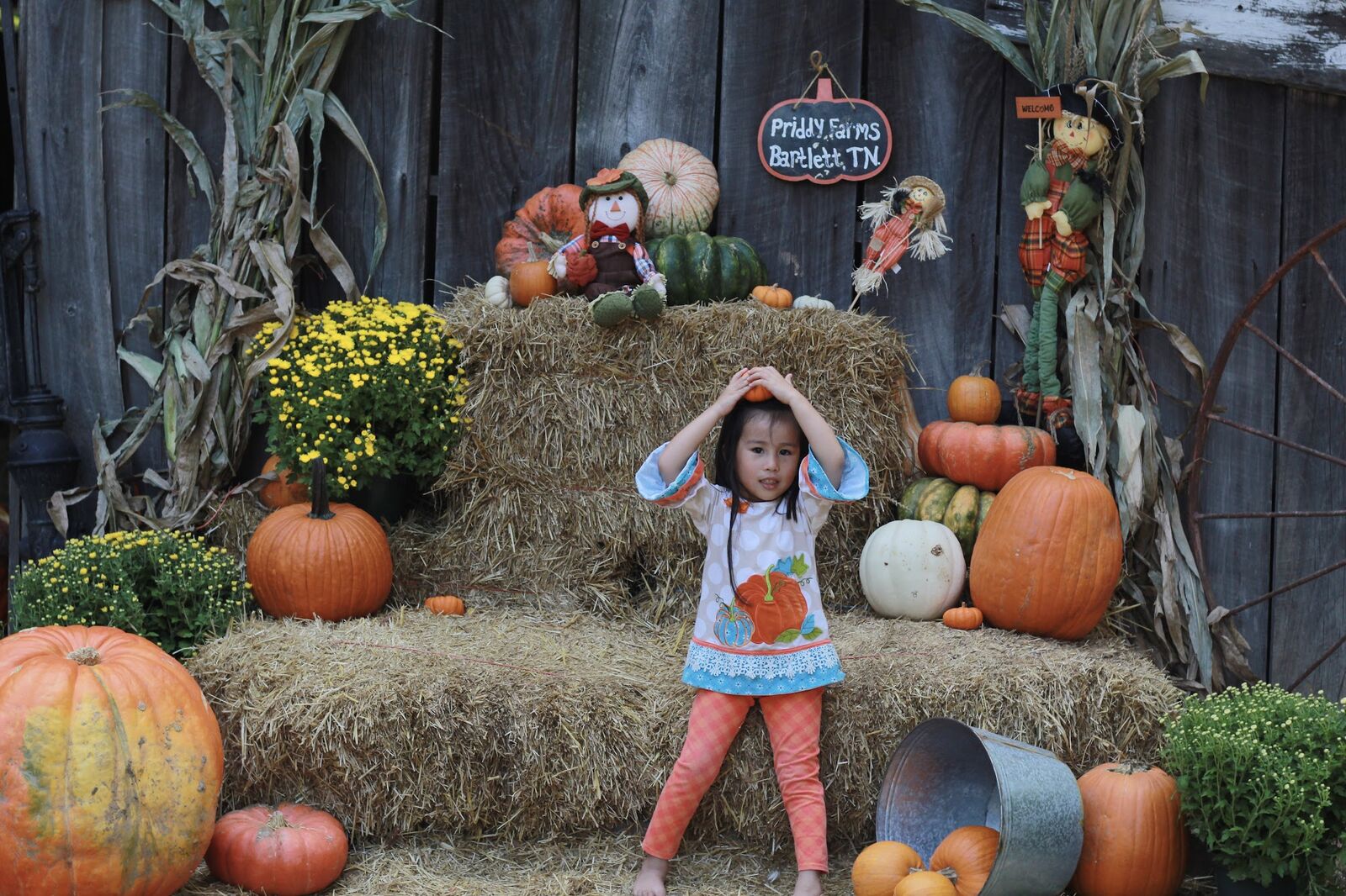 A little girl posing on a hay bale display with pumpkins and mums