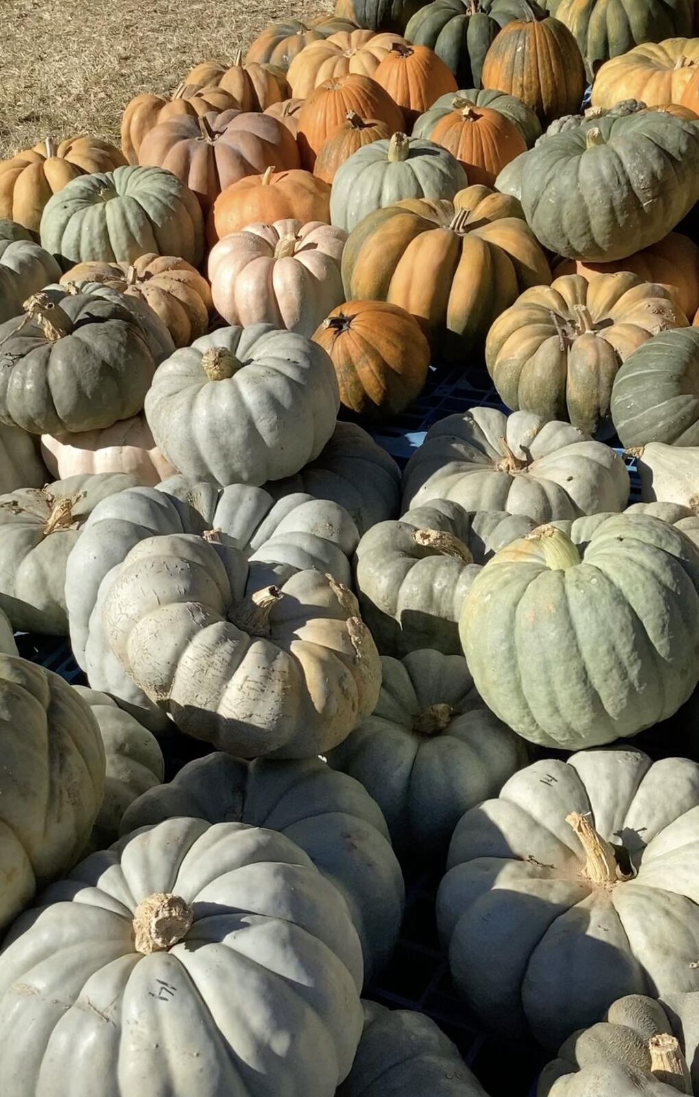 A pile of blue-grey heirloom pumpkins