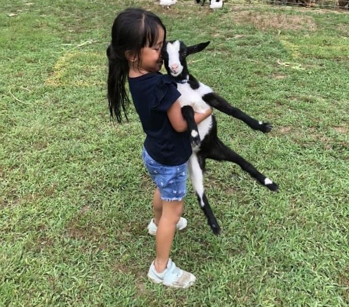 A girl holding a baby goat