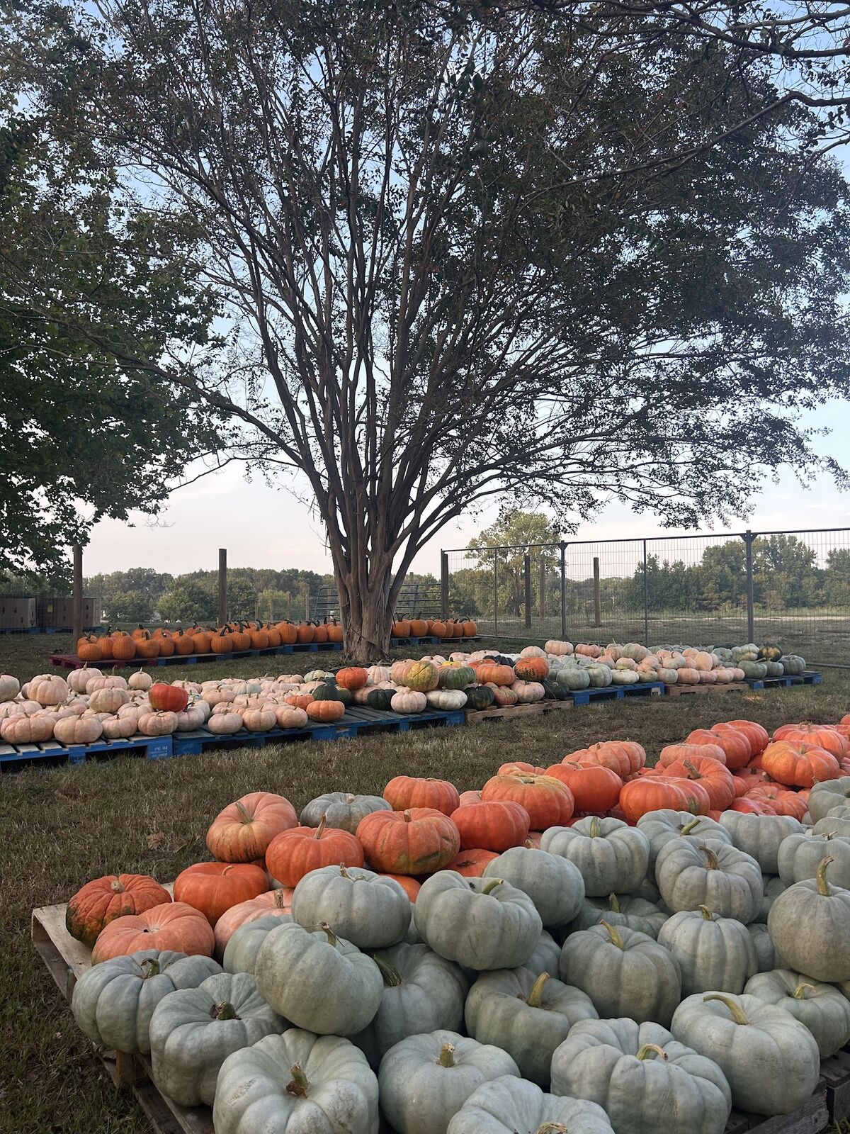 Heirloom pumpkins on pallets under a tree