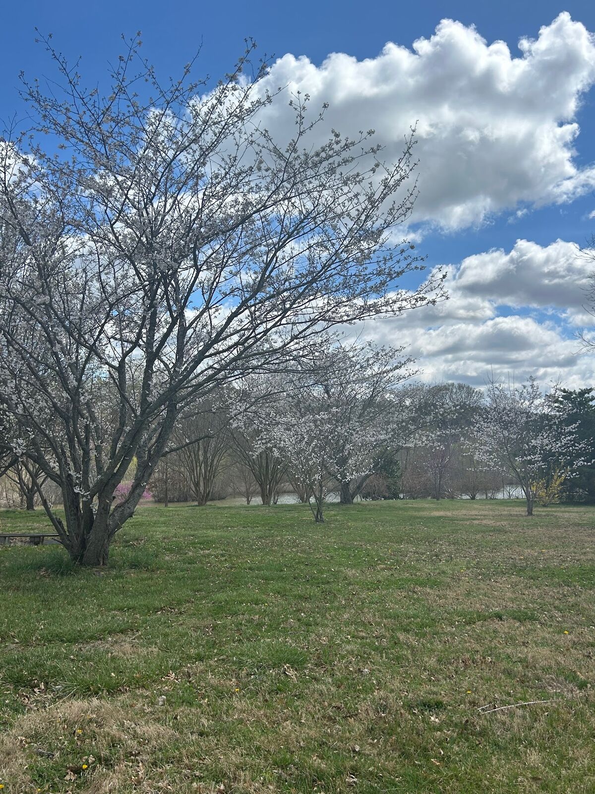 Flowering trees on a grassy lawn