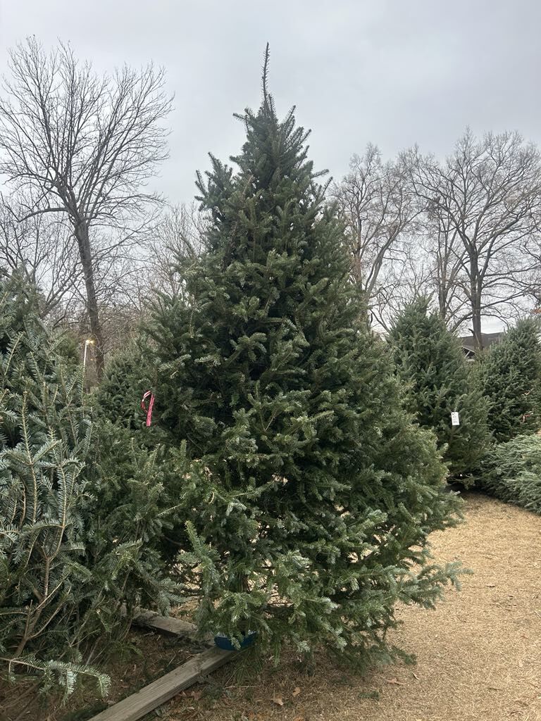 A tall Christmas tree among bare winter trees
