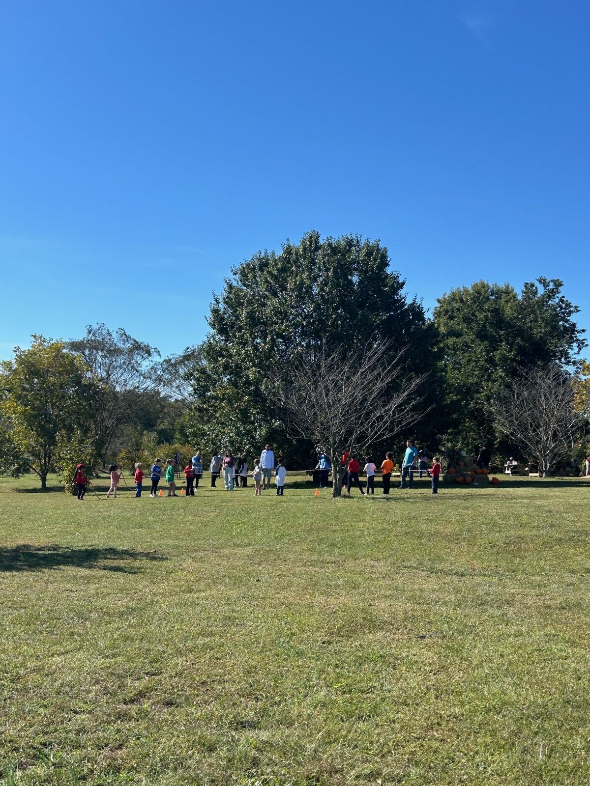 A group walking across a sunny field