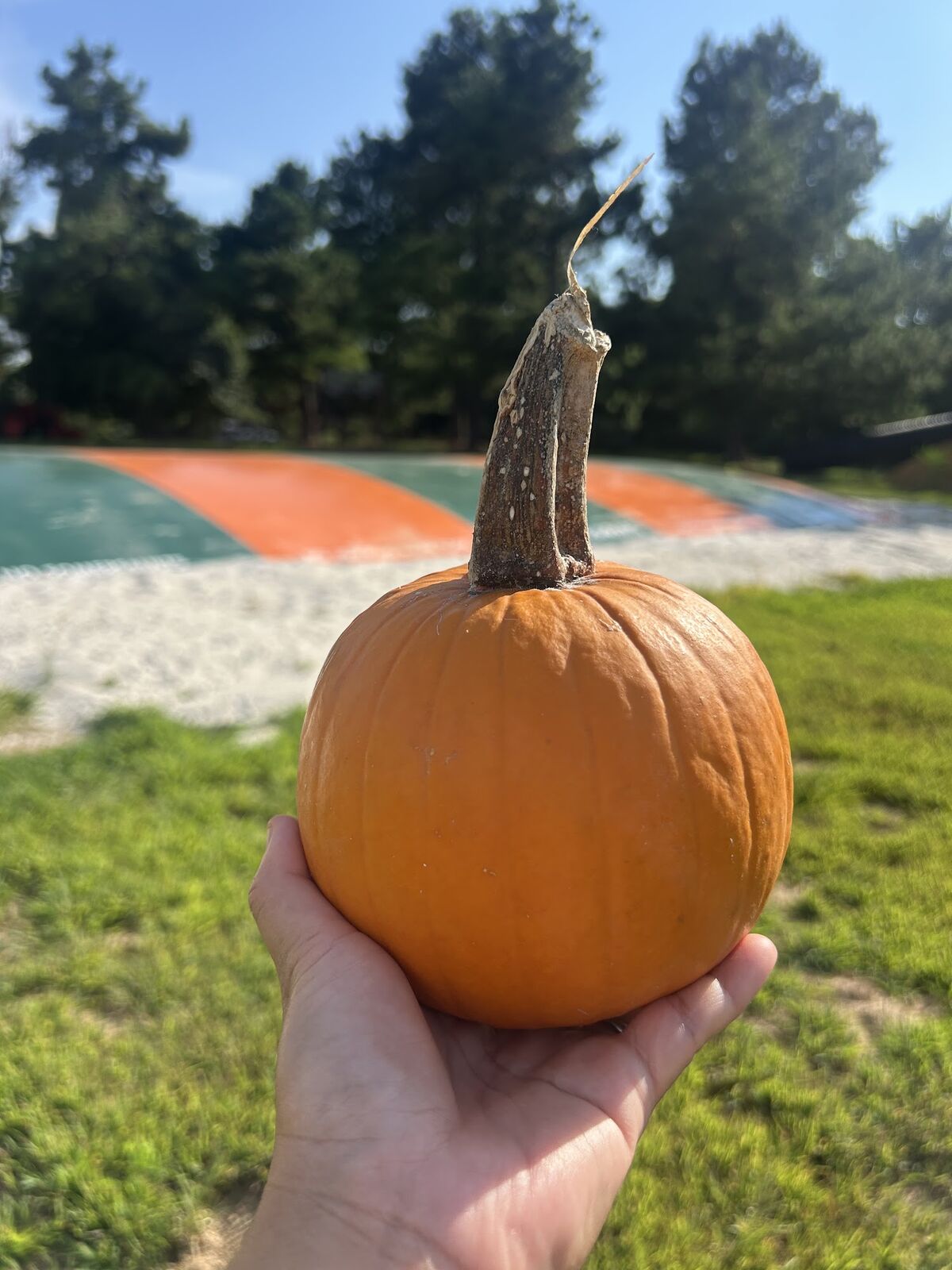 A hand holding up a small orange pumpkin on the grass at the Millington farm