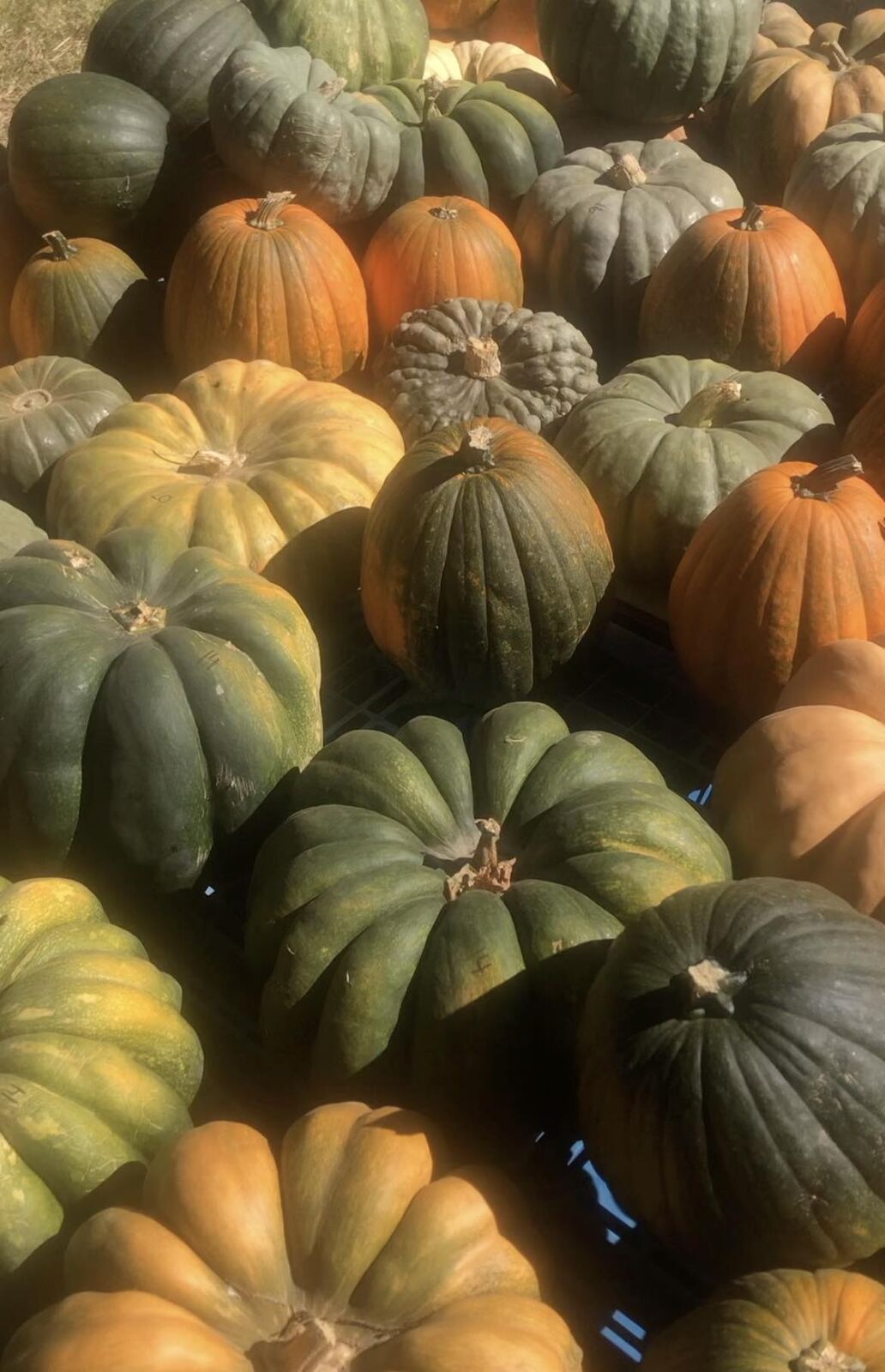 Green and orange heirloom pumpkins