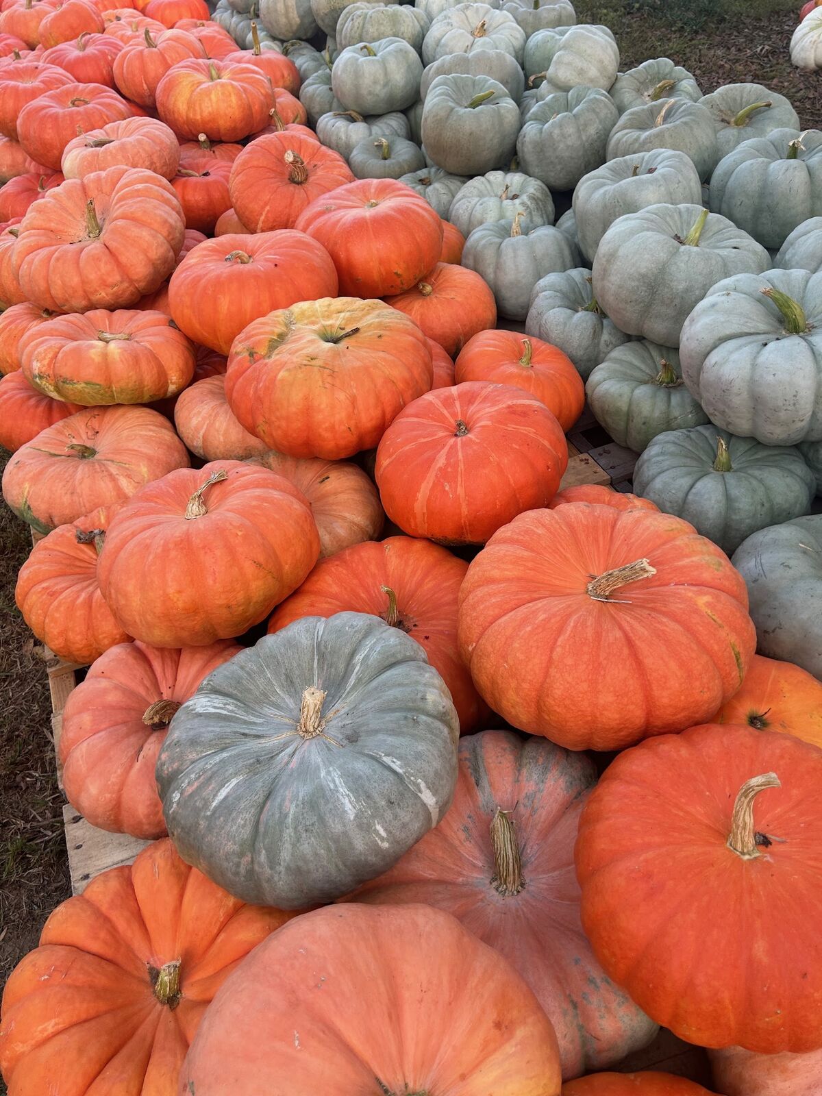 Orange and blue-grey pumpkins piled together