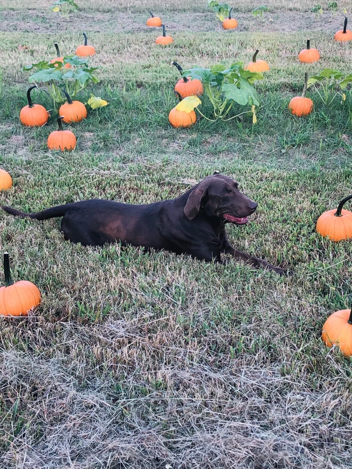 A dog lying in the pumpkin patch