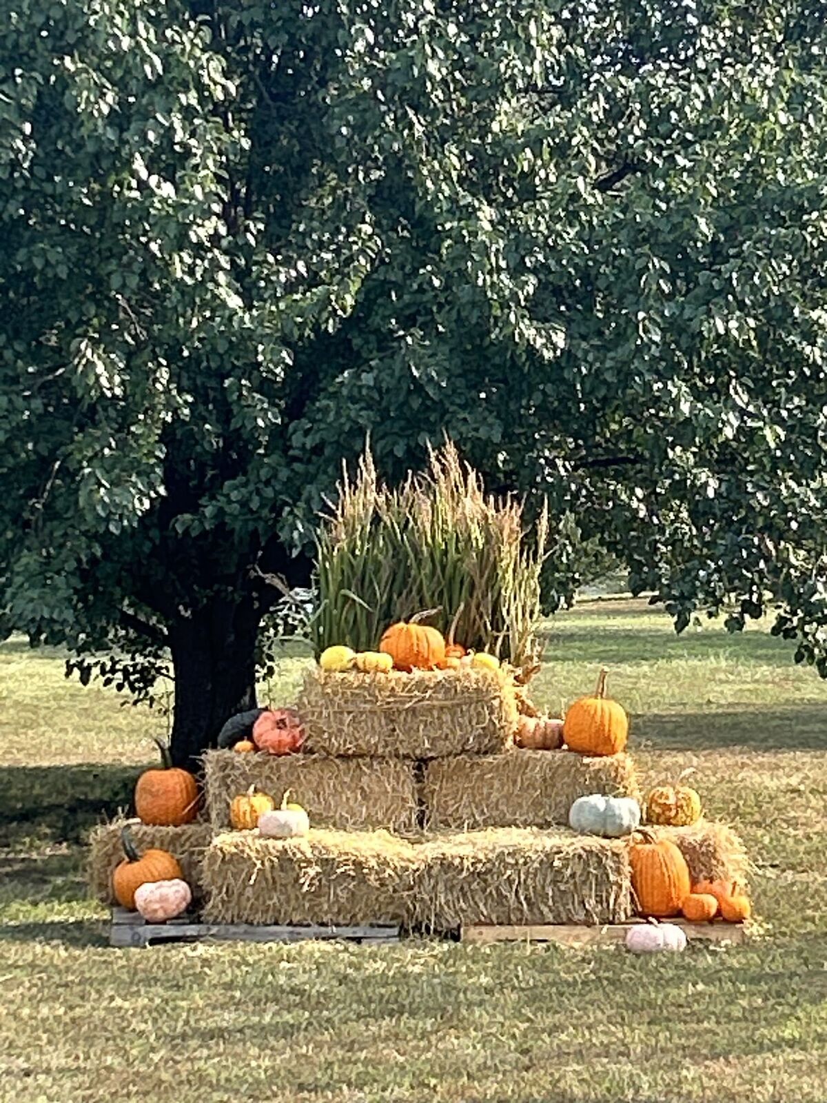 A hay bale and pumpkin display beneath a large tree
