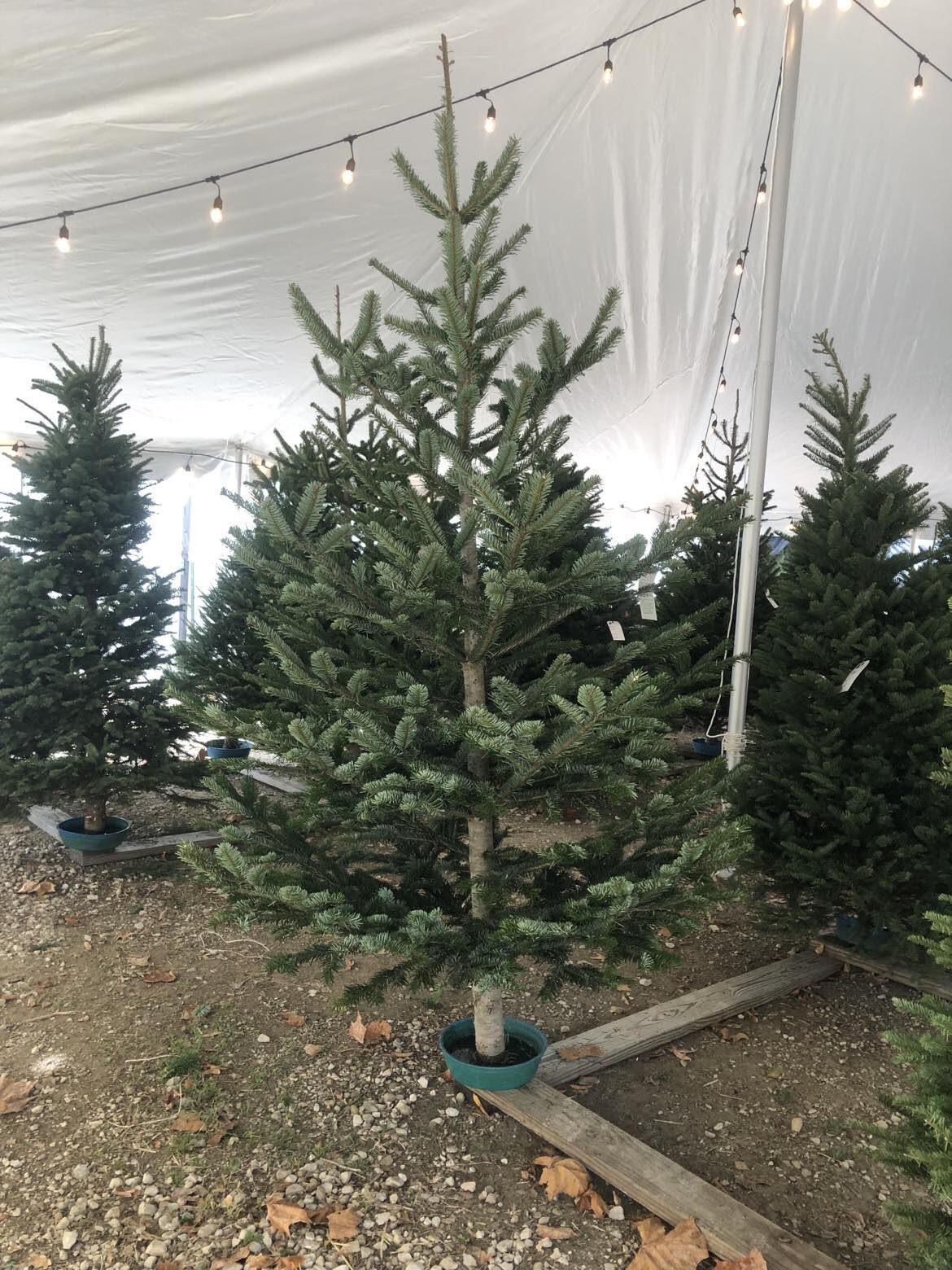 Christmas trees on stands inside a tent