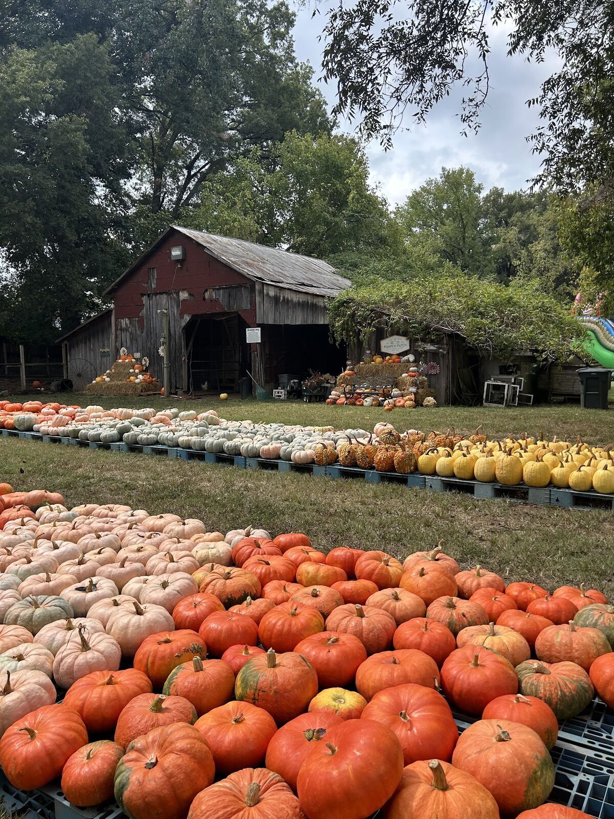 The red barn at the Bartlett farm with rows of pumpkins and gourds laid out on the grass in front