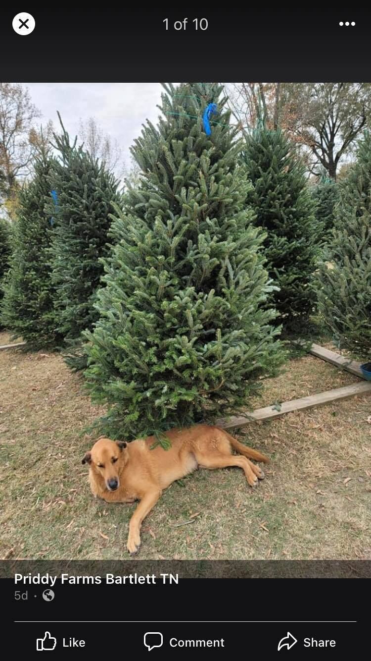A dog resting under Christmas trees