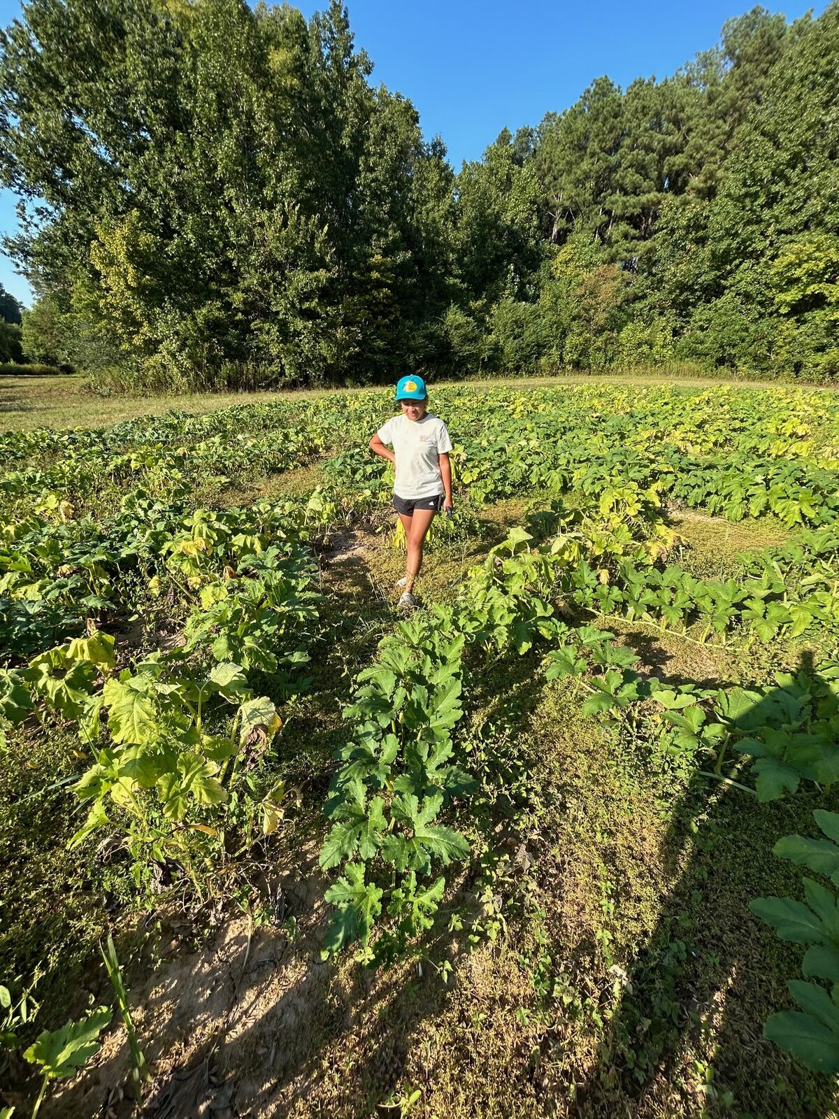 A child walking through the pumpkin vines
