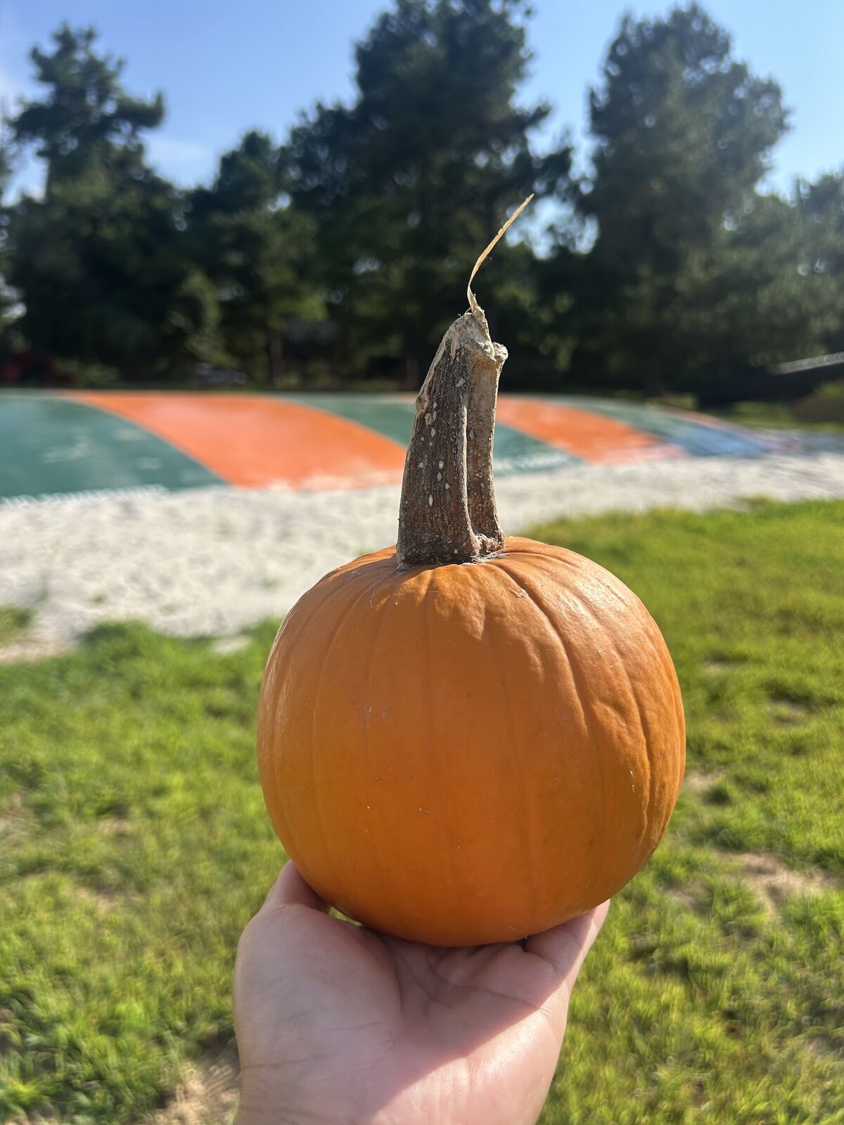 A hand holding up a small orange pumpkin