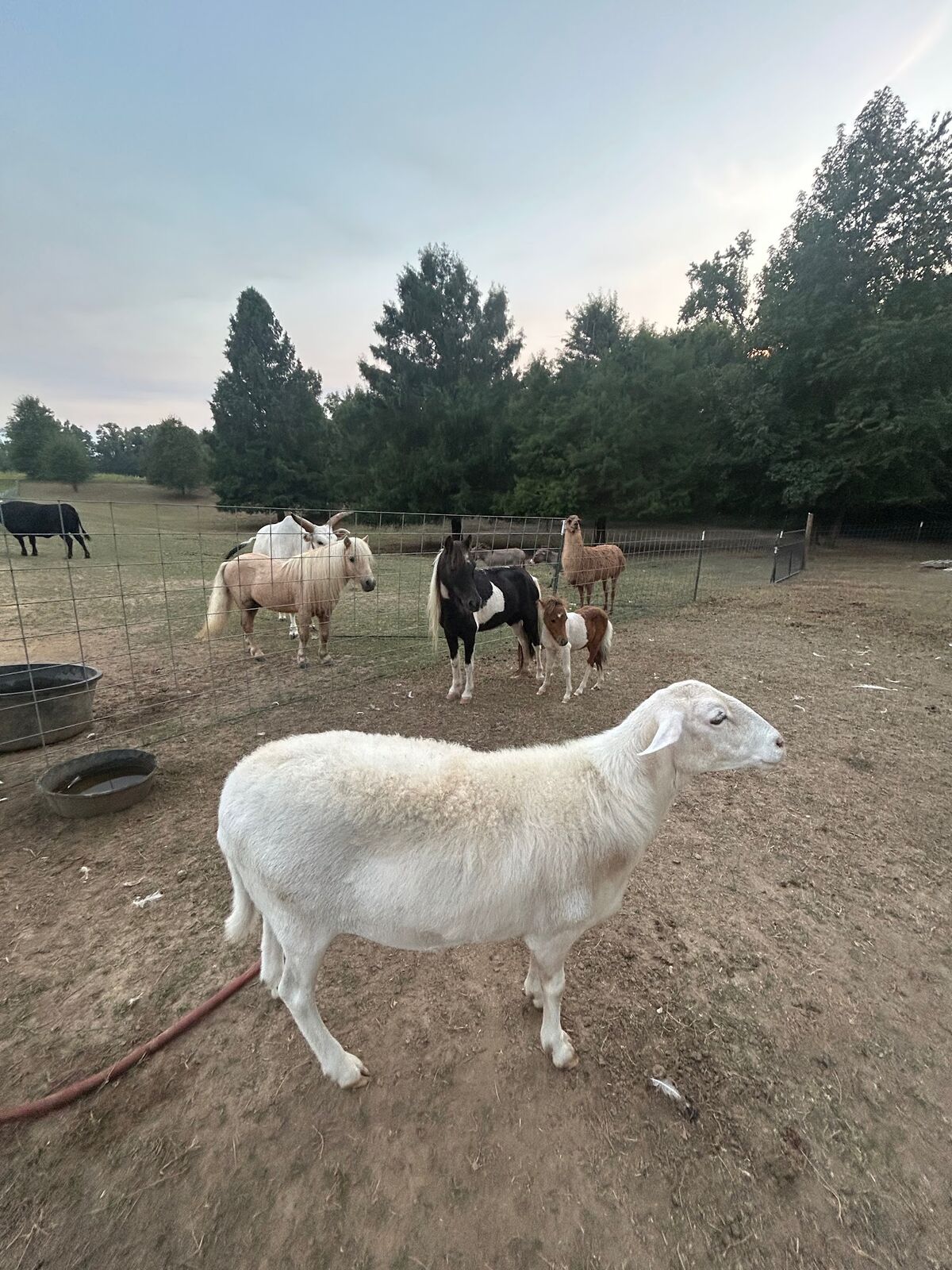A sheep, ponies and goats in the animal pen