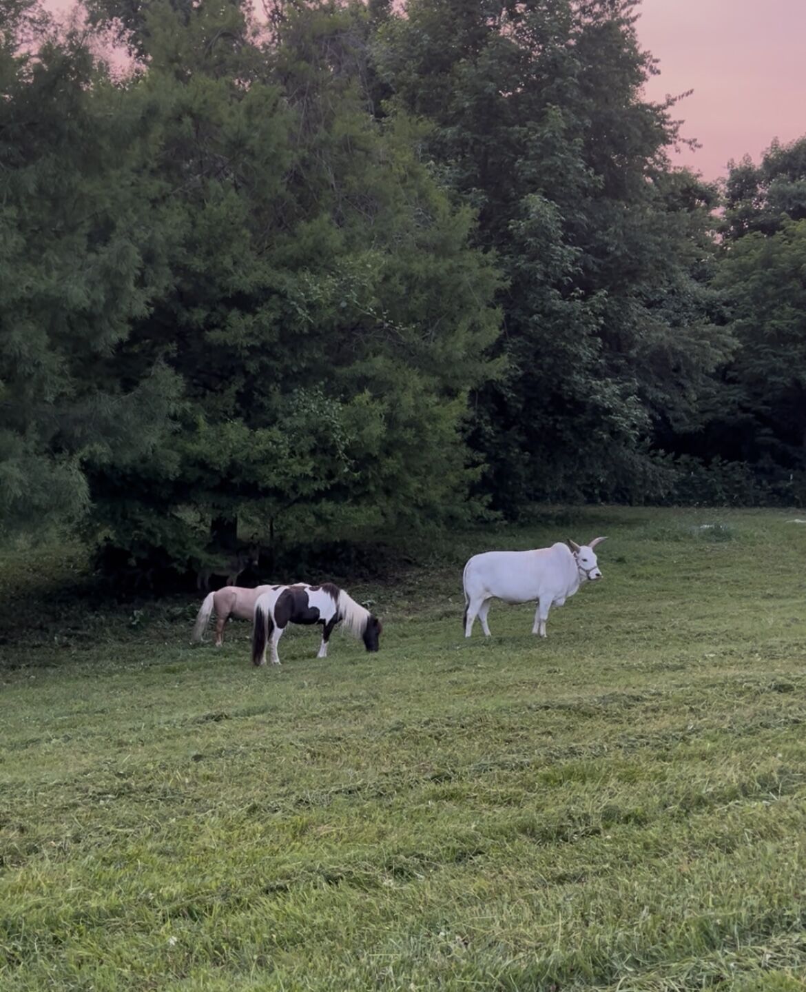 Miniature horses and a small white cow grazing