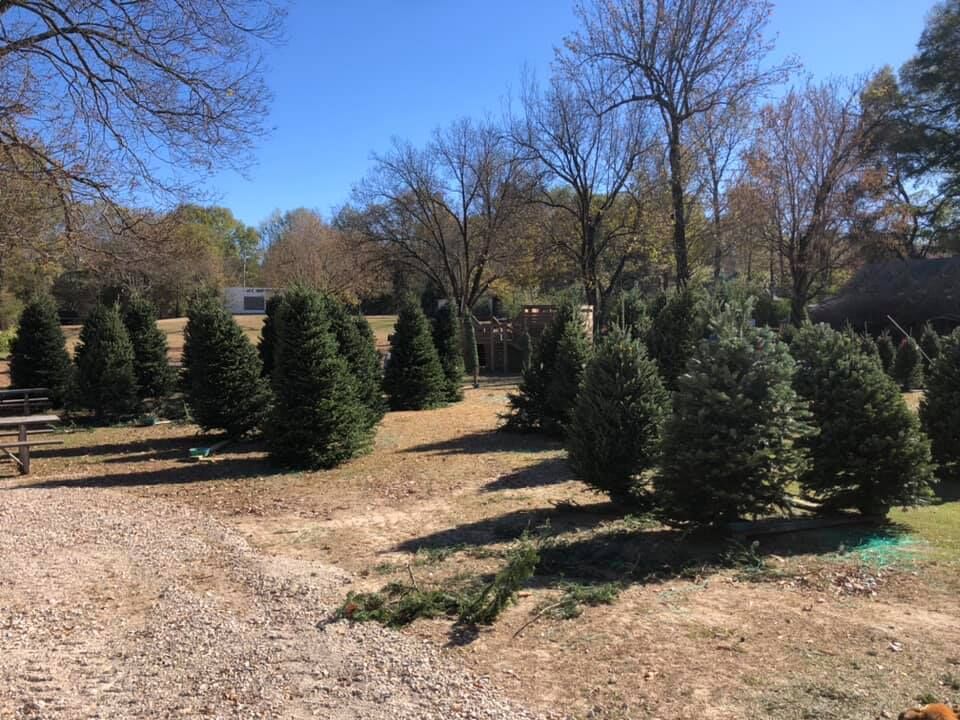 Rows of young Christmas trees in the tree field