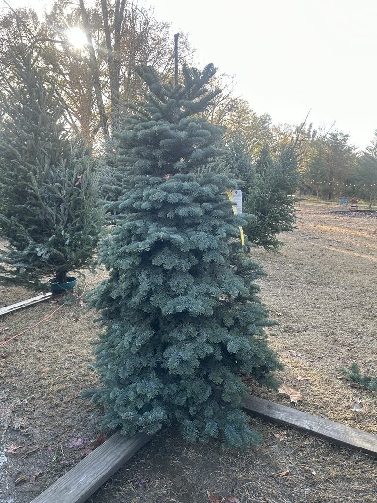 A blue spruce Christmas tree