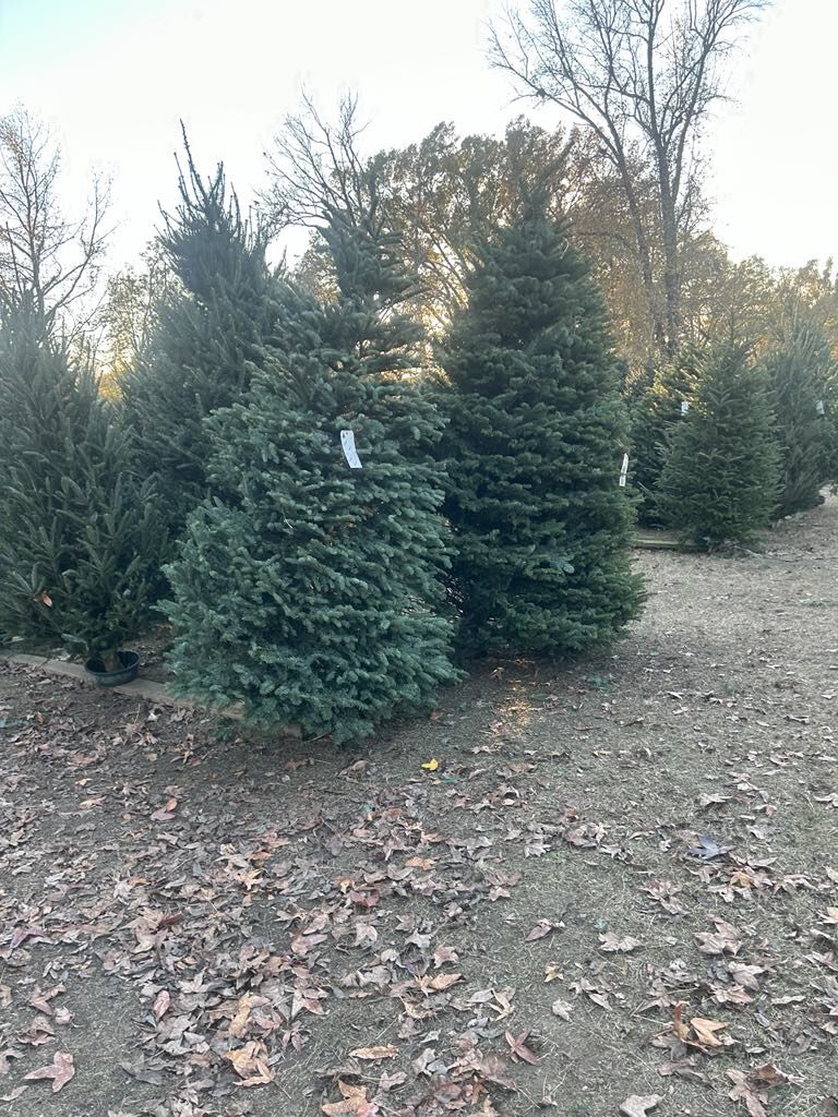 Christmas trees growing in the field