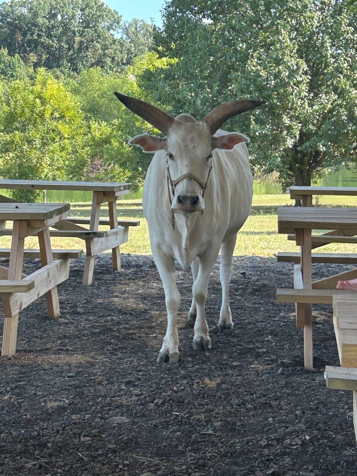 A white zebu cow standing among picnic tables