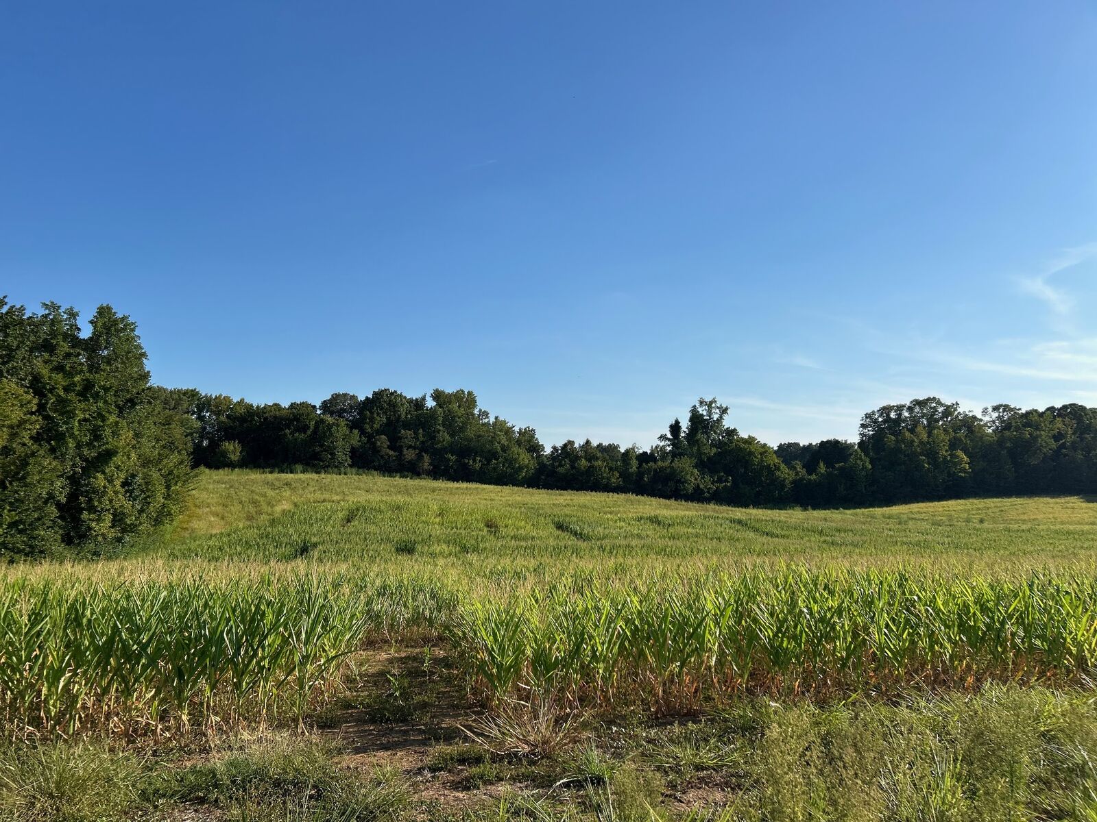 A green field under a clear blue sky