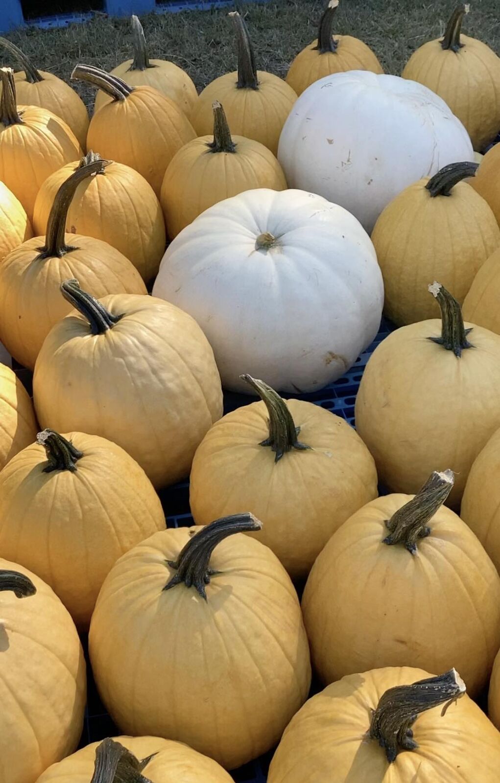 White and yellow pumpkins