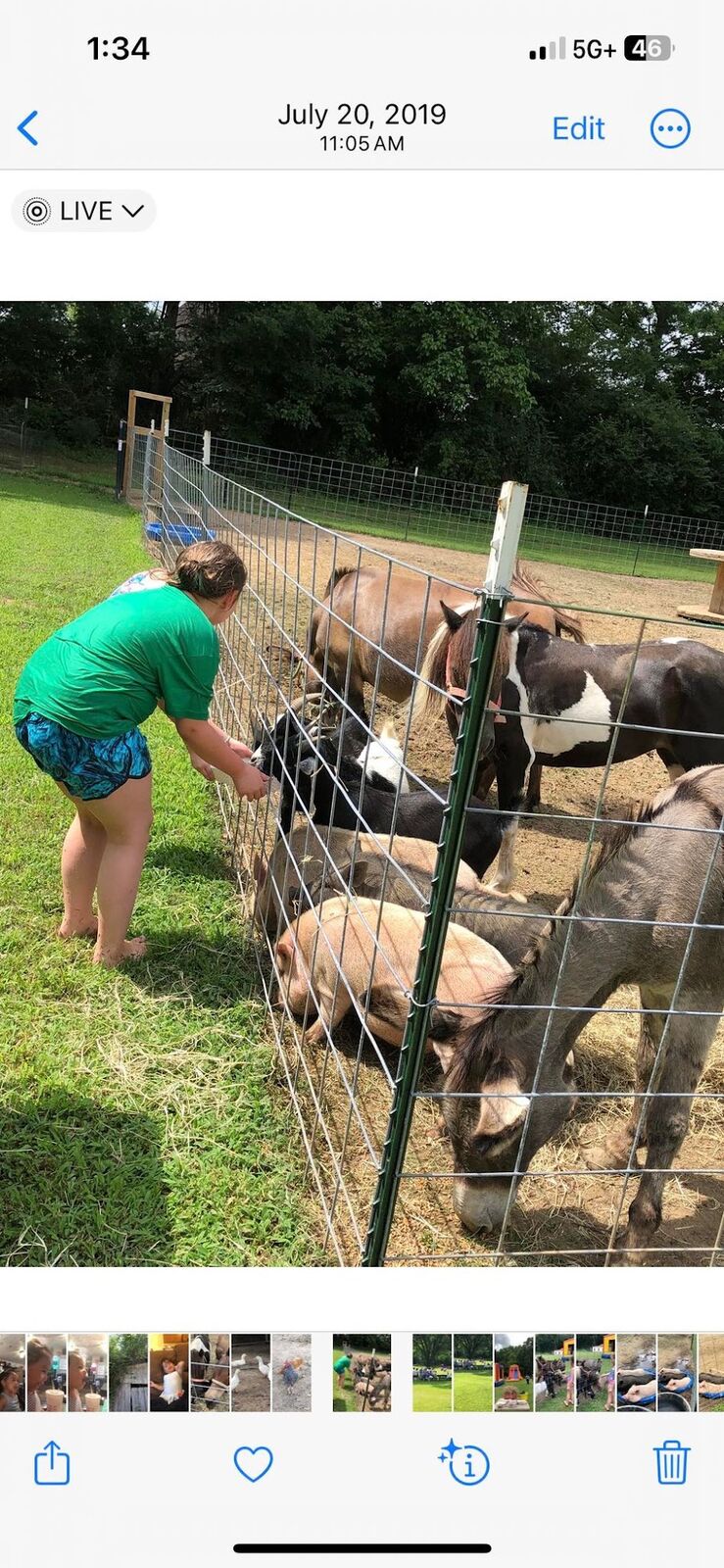 A child feeding goats and pigs through a fence
