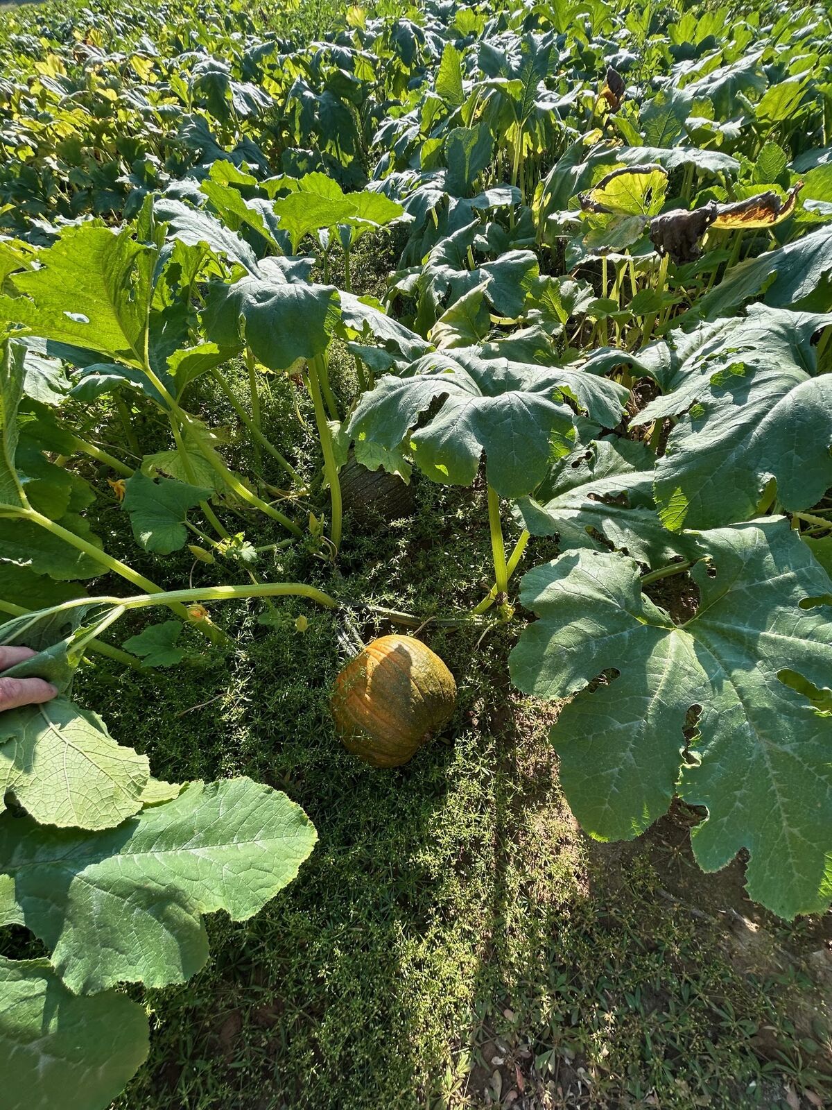 A pumpkin growing on the vine among big leaves