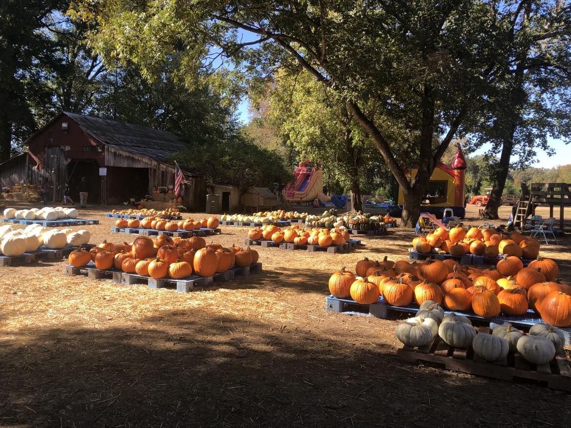 Pumpkins laid out on pallets in front of the barn