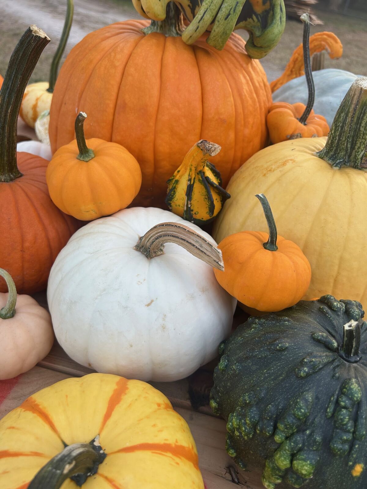 Orange, white and green pumpkins piled together