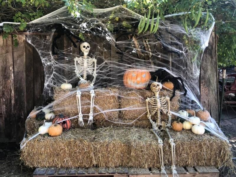 A spooky display with skeletons, cobwebs and a jack-o'-lantern