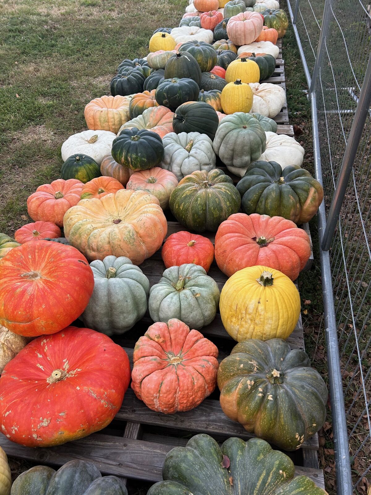A colorful mix of heirloom pumpkins on pallets