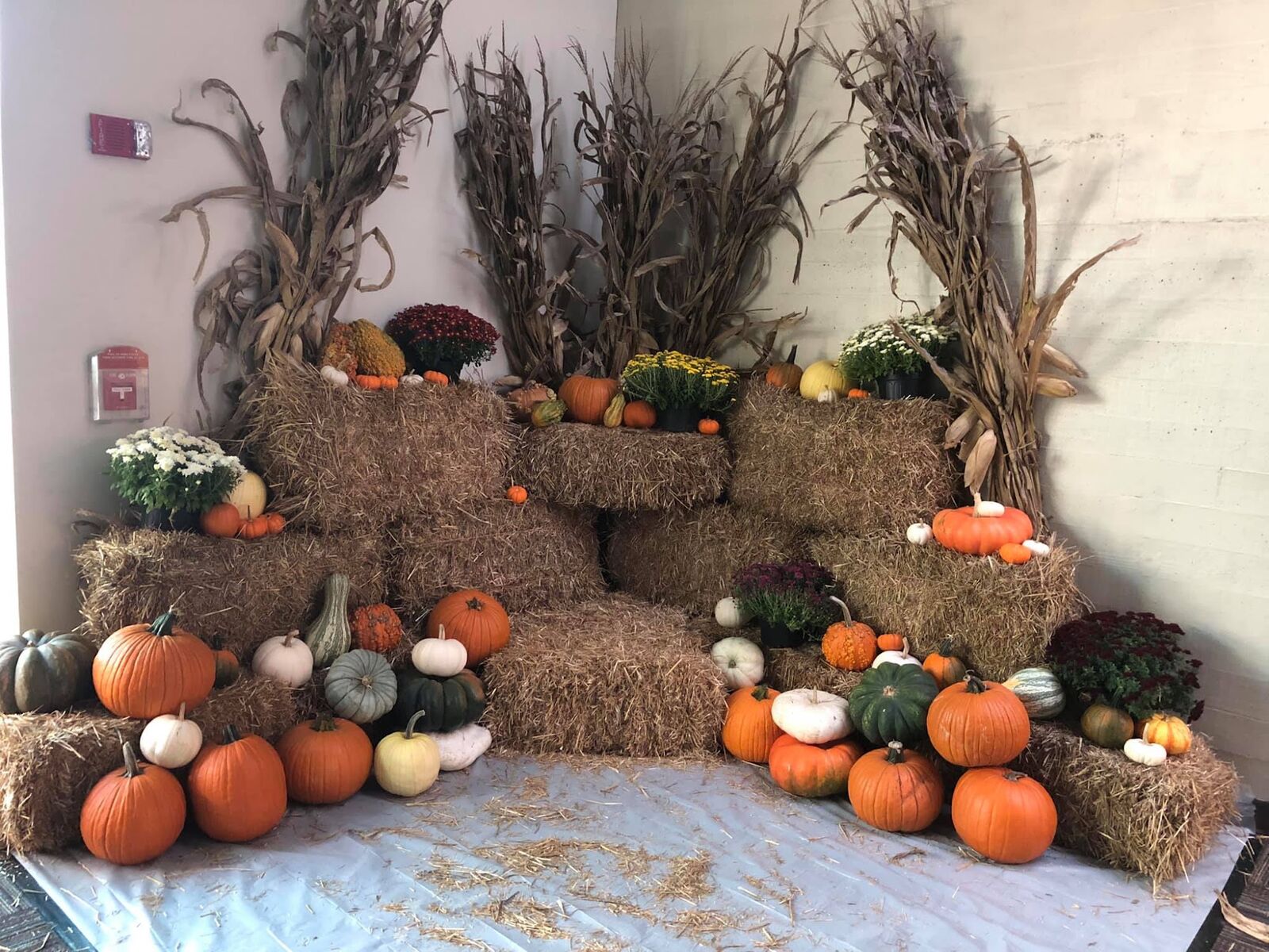 A hay bale wall decorated with pumpkins, mums and corn stalks