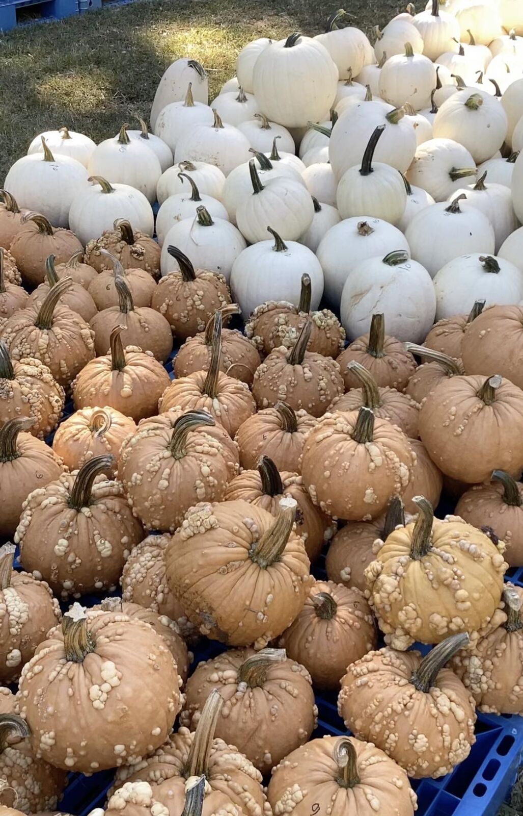White and tan warty pumpkins