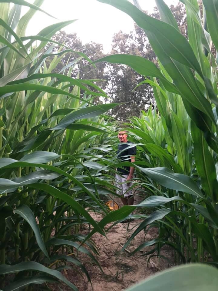 A visitor in the tall rows of the corn maze