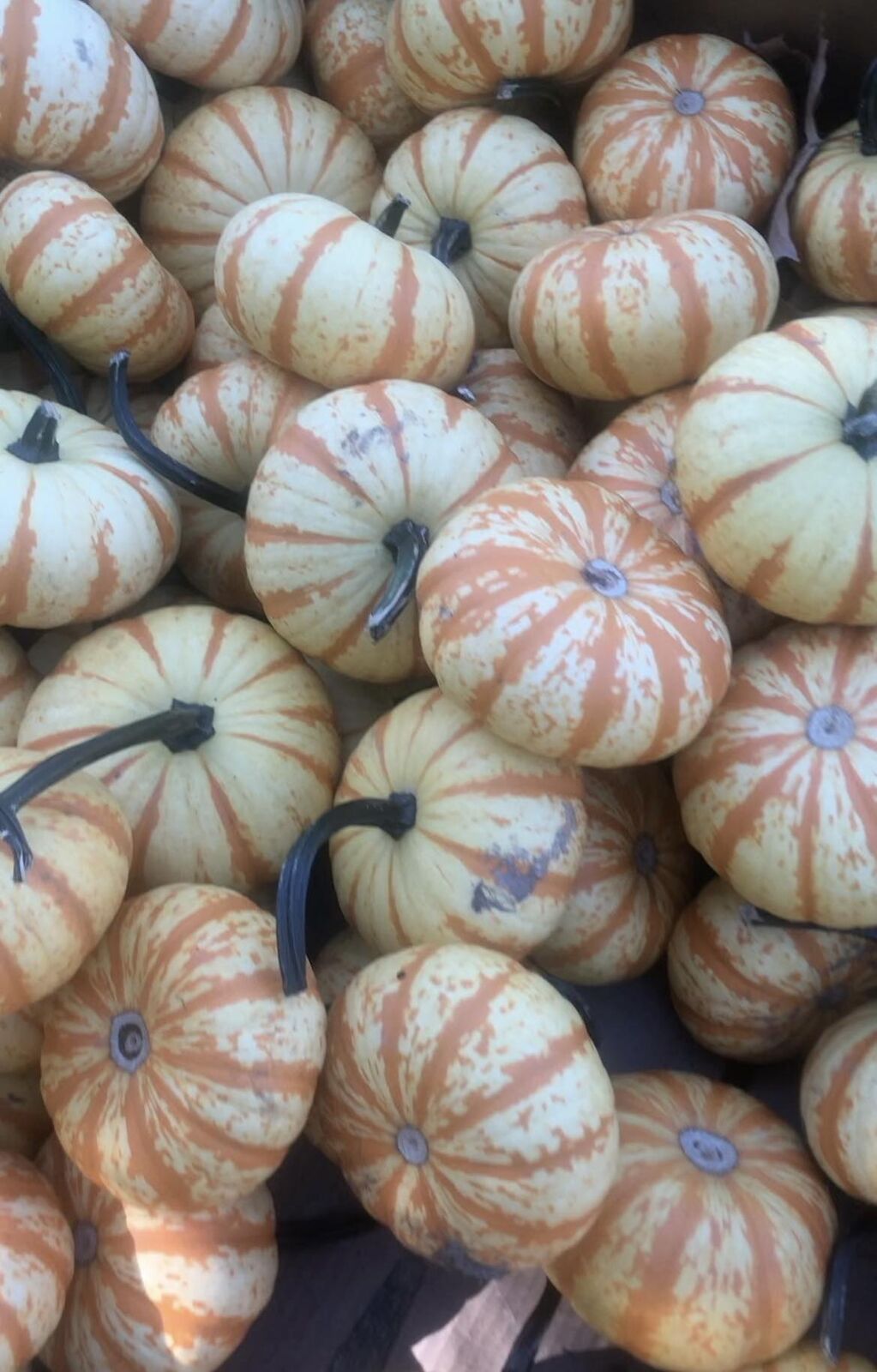 Pale orange-striped pumpkins