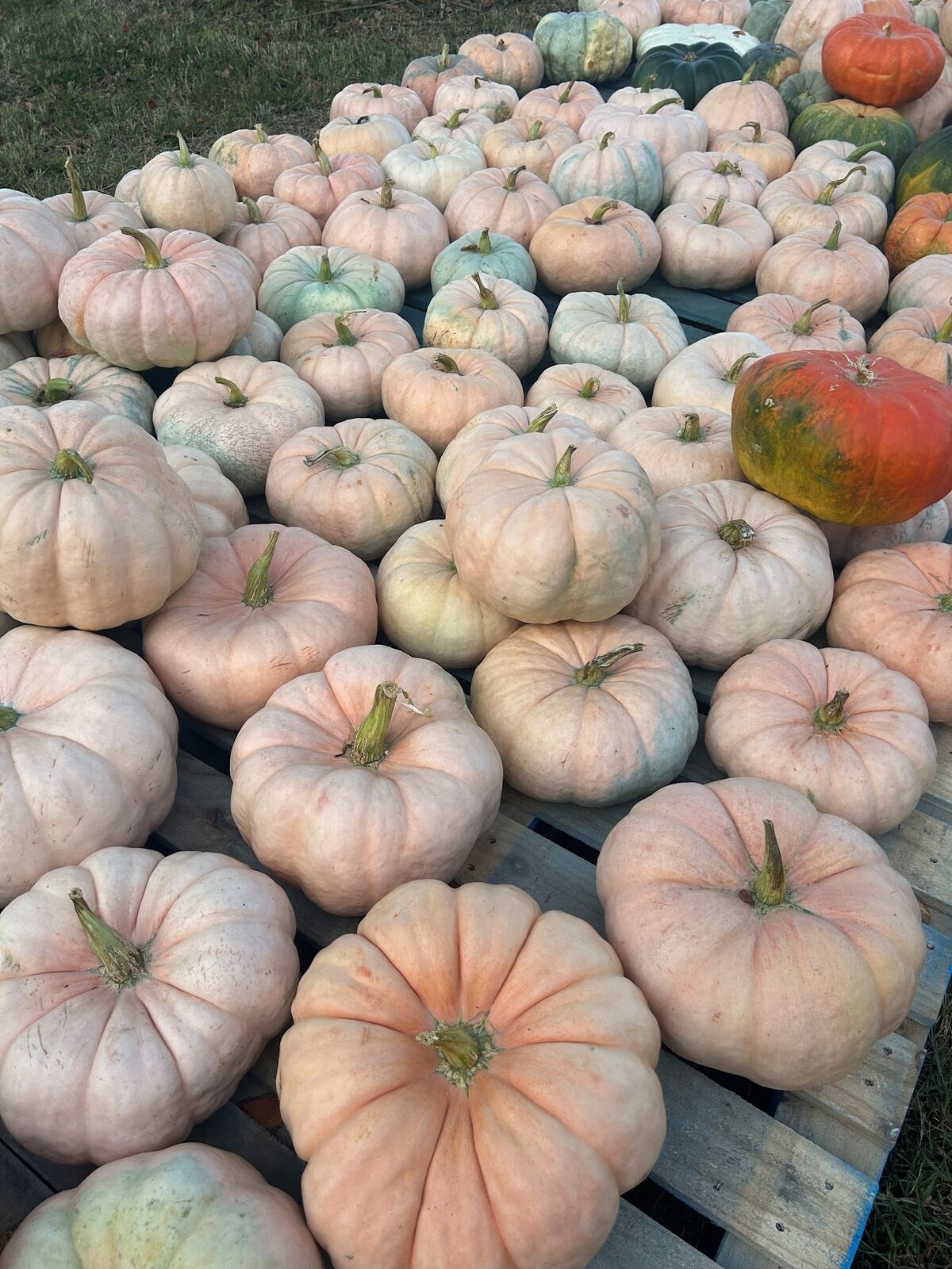 Pale pink pumpkins