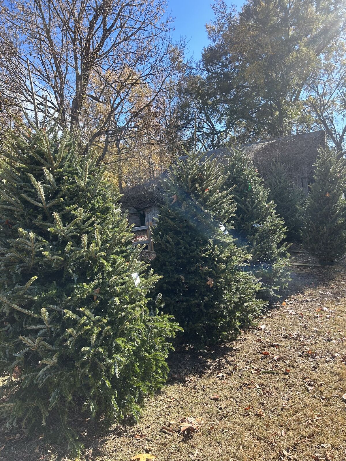 Evergreen trees in the Christmas tree field